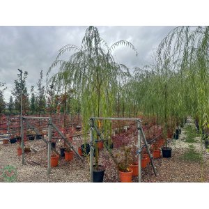Vŕba babylonská (Salix Babylonica) - výška 400-450 cm, obvod kmeňa 10/12 cm, kont. C35L - NA KMIENKU